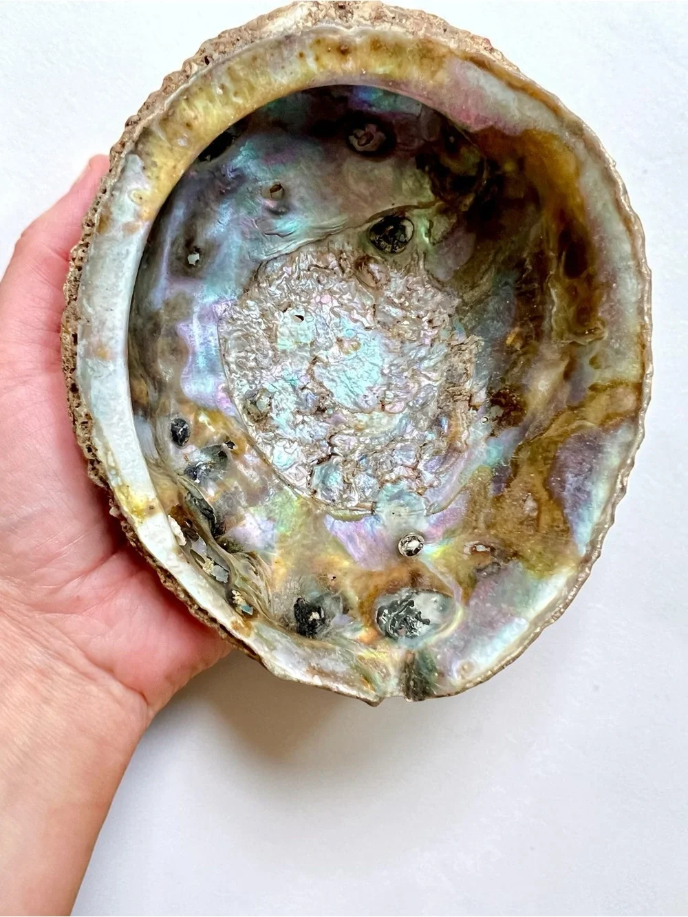 Large 5 1/4 Beautiful Abalone Shell Barnacles